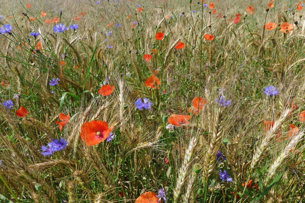 Ackerwildkräuter im Getreidefeld