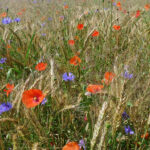 Ackerwildkräuter im Getreidefeld