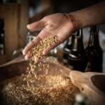 Hand mit Getreidekörnern