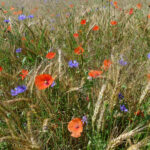 Getreidefeld mit Ackerwildkräutern