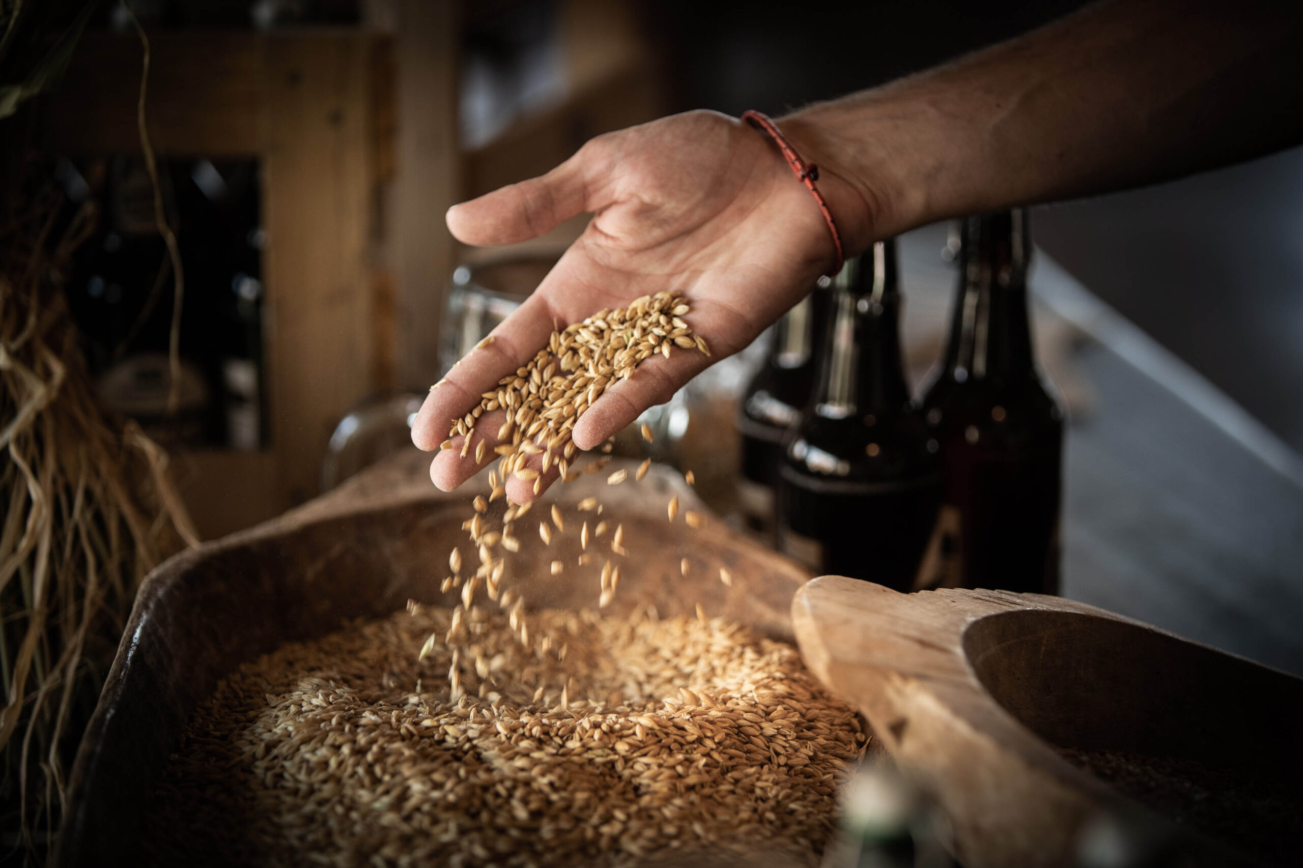 Hand mit Getreidekörnern