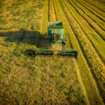 Ernte der Bio-Braugerste mit dem Mähdrescher