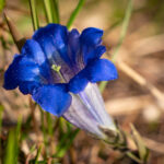 Enzianblüte