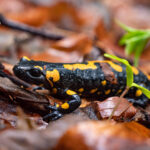 Feuersalamander