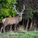 Hirsch am Waldrand