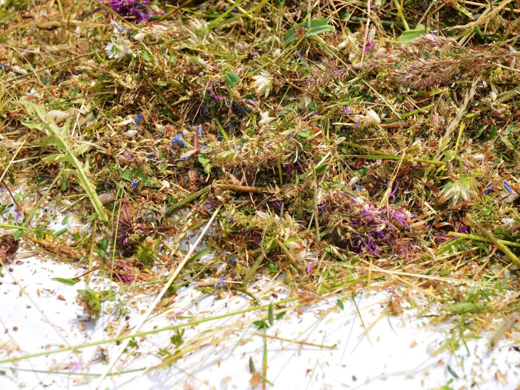 Wiesensamen auf einer Plane