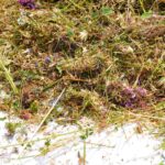 Wiesensamen auf einer Plane