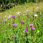 Artenreiche Bergwiese mit bunten Blüten