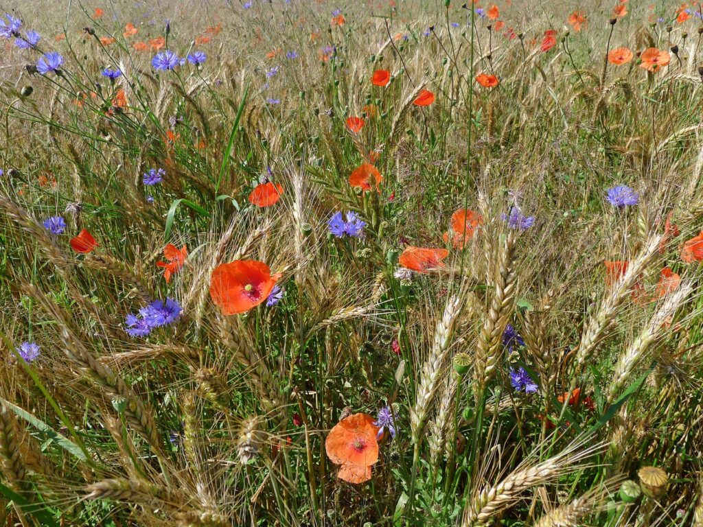 Getreidefeld mit bunten Ackerwildkräutern