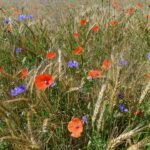 Getreidefeld mit bunten Ackerwildkräutern