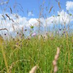 Artenreiche Wiese mit bunten Blüten