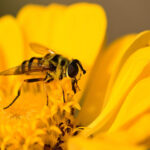 Schwebfliege auf gelber Blume