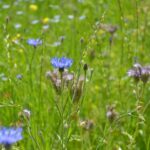 Artenreiche Wiese mit bunten Blüten