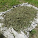 Ergebnis der Samenernte mit dem eBeetle auf einer Plane