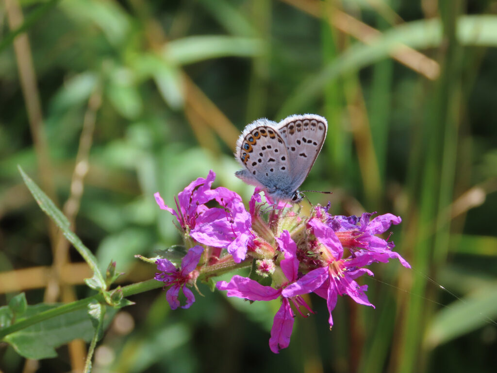 Schmetterling auf lila Blüte