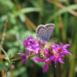 Schmetterling auf lila Blüte