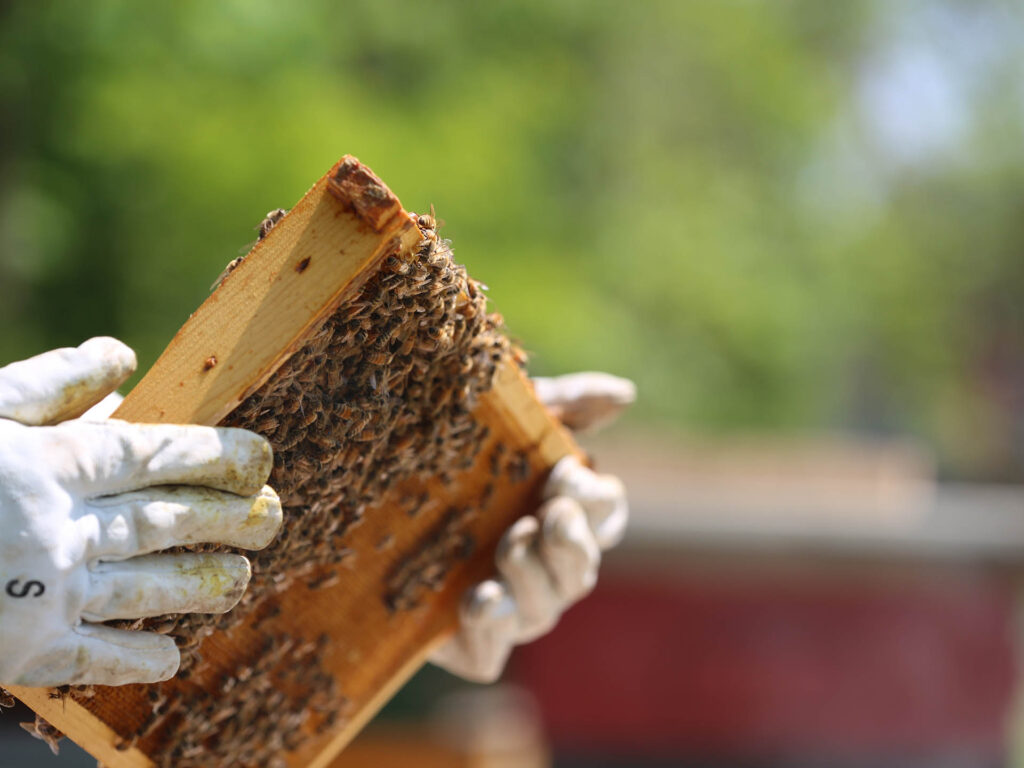 Imker mit Bienenwabe in der Hand