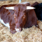 Pinzgauer Rind liegt auf Heu