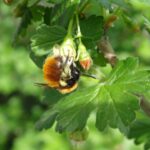 Wildbiene an geschlossener Blüte