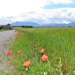 Ackerrand mit Ackerwildkräutern und Blick in die Berchtesgadener Alpen