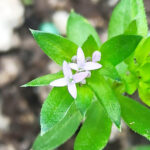 Blüte der Ackerröte