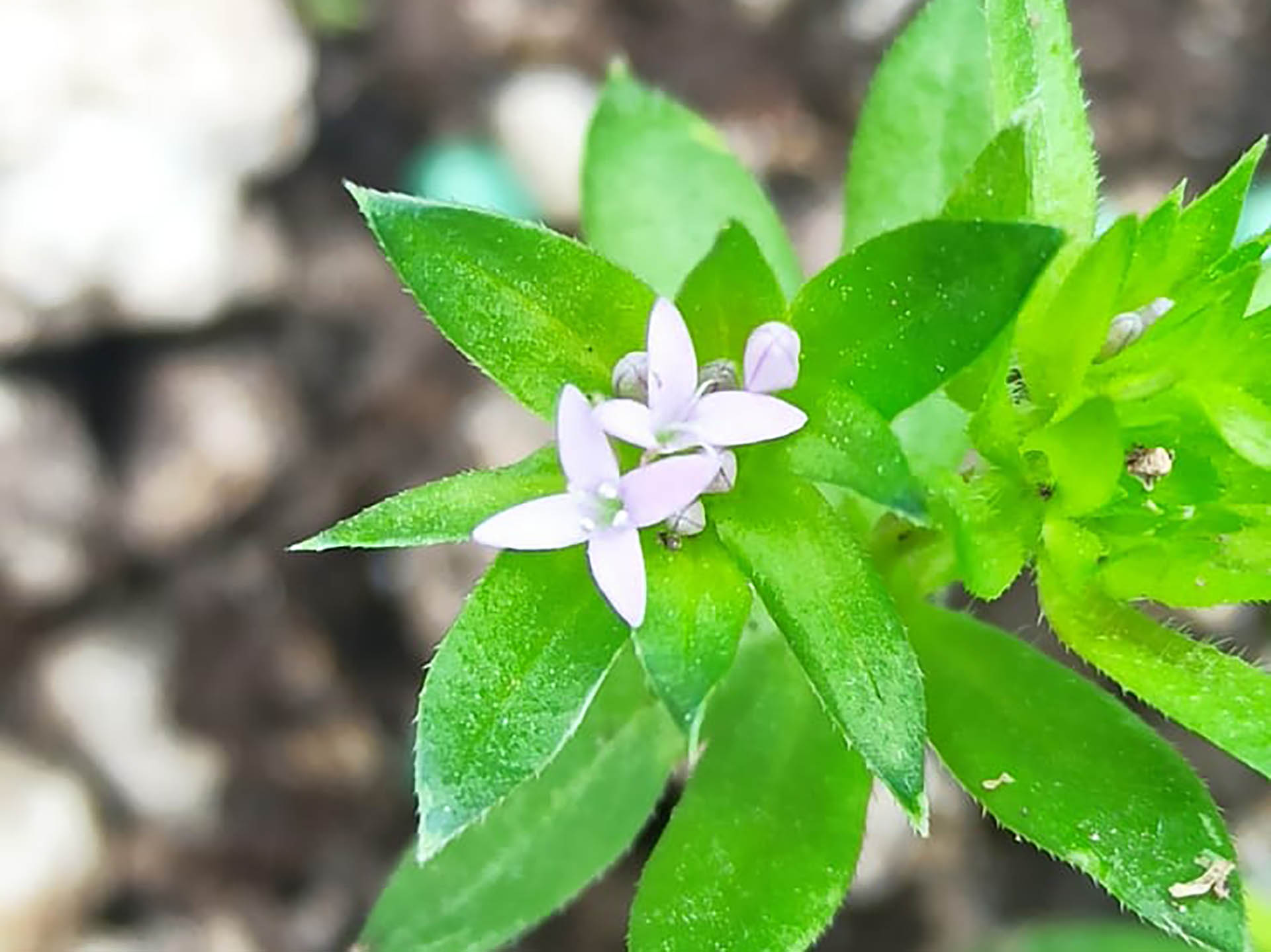 Blüte der Ackerröte