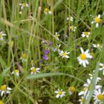 Blühende Ackerwildkräuter