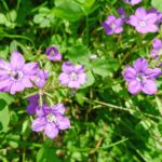 Blüte des Frauenspiegel