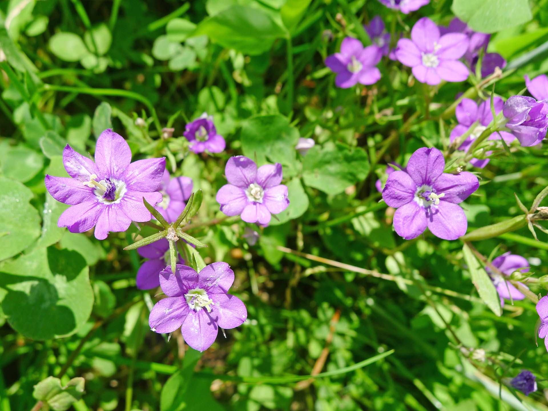 Blüte des Frauenspiegel