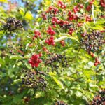 Hecke mit verschiedenen Beeren