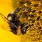 Hummel auf gelber Blüte