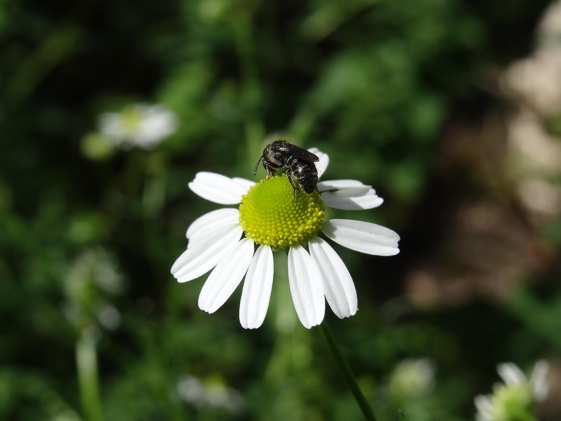 Blüte der Kamille mit Wildbiene
