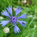 Blüte der Kornblume