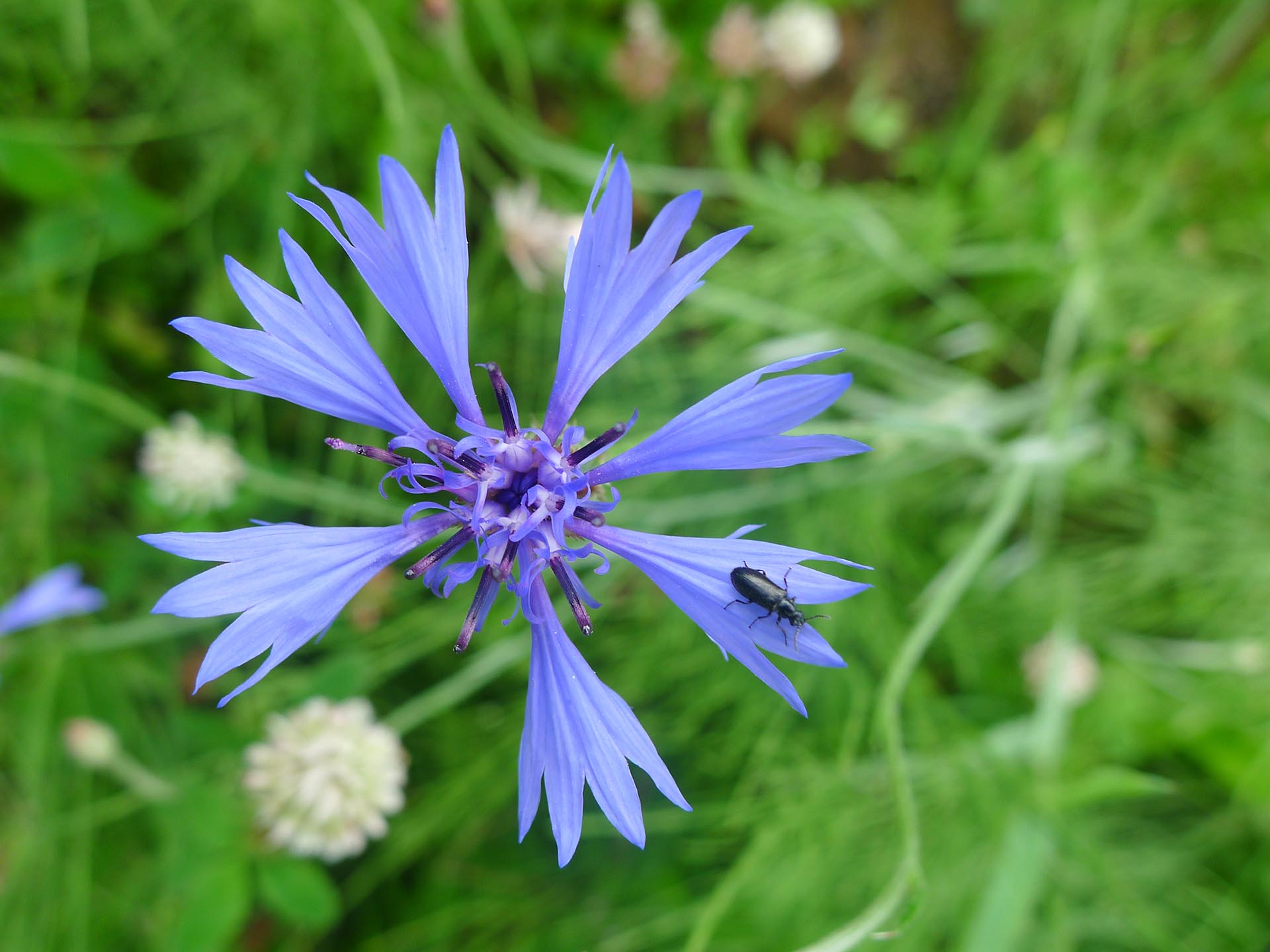 Blüte der Kornblume