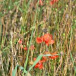 Mohnblüten am Rand eiens Getreidefelds