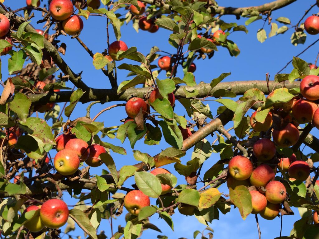 Obstbaum mit reifen Äpfeln