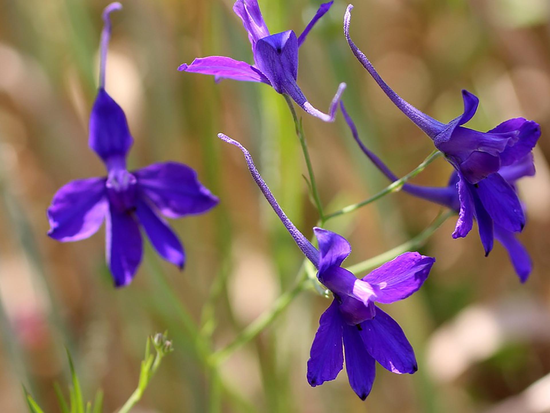Blüte des Rittersporn