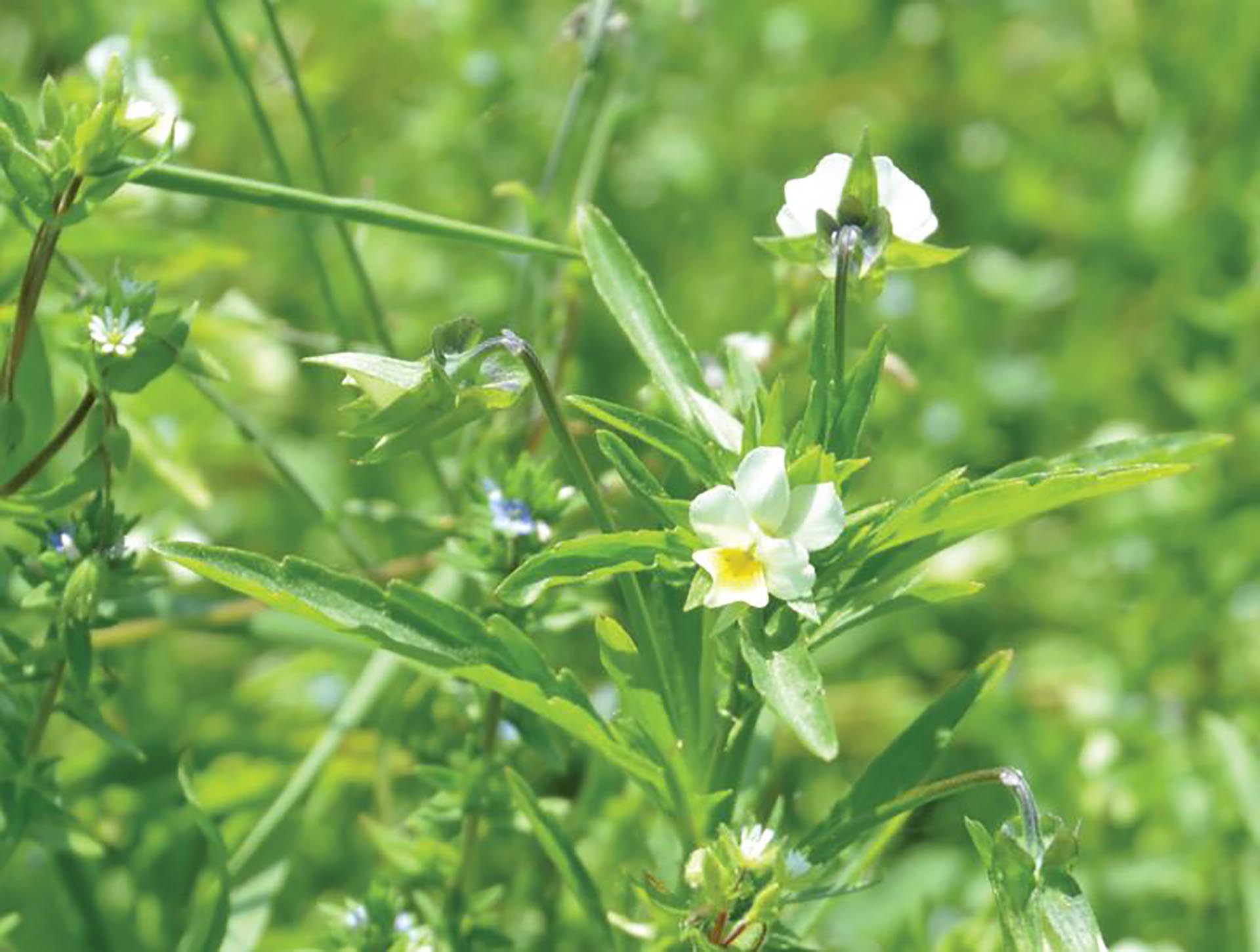 Blüte des Stiefmütterchen