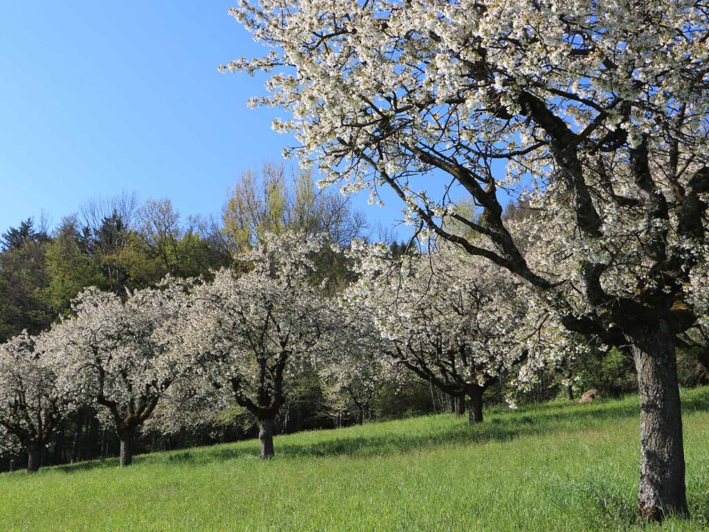 Streuobstwiese mit blühenden Obstbäumen