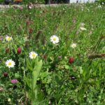 Bunte Blumenwiese