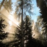 Lichtdurchfluteter Nadelwald