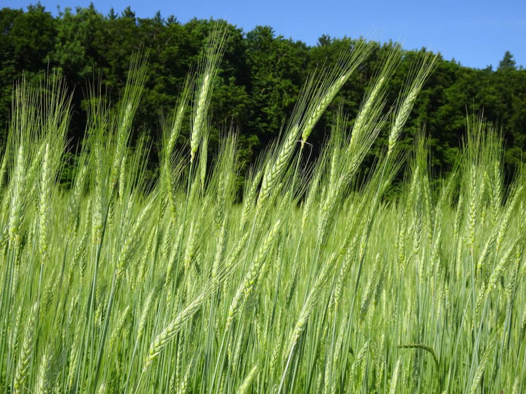 Feld mit Berchtesgadener Vogel Getreide