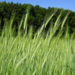 Feld mit Berchtesgadener Vogel Getreide