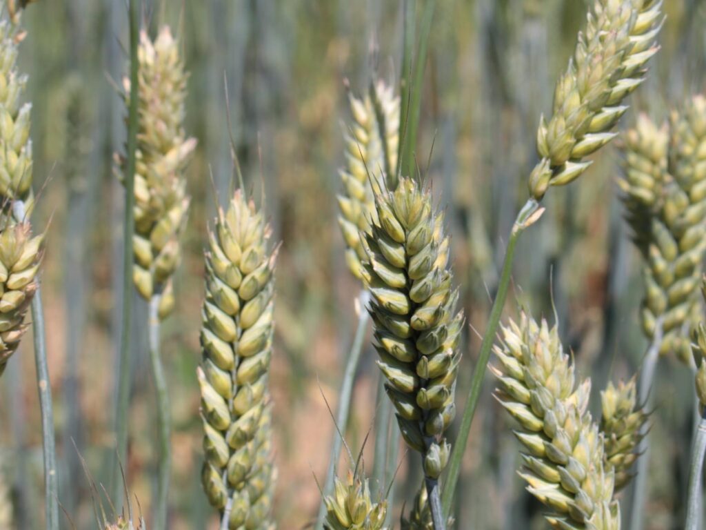 Nahaufnahme einer Ähre des Binkel