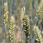 Nahaufnahme einer Ähre des Binkel