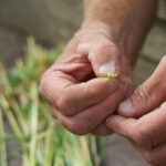 Getreidekörner in der Hand