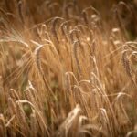 Reife Ähren der Braugerste