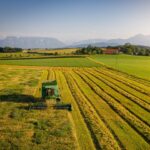 Mähdrescher beerntet Getreidefeld