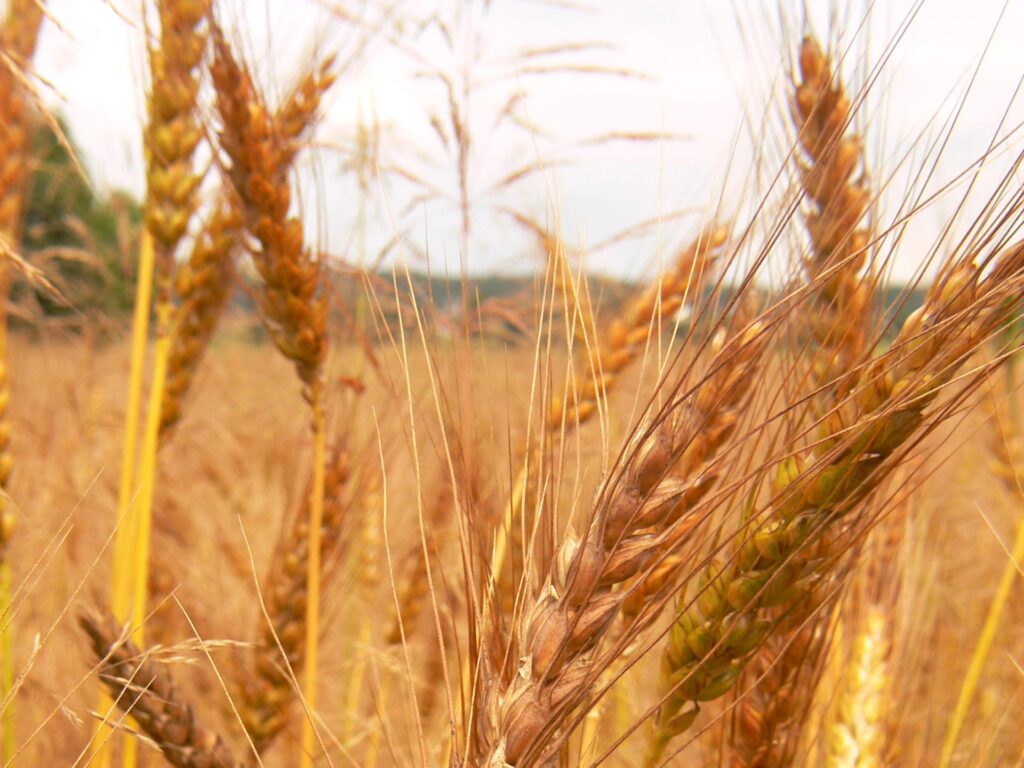 Reife Ähren des Laufener Landweizen