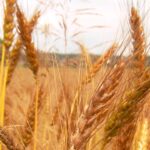 Reife Ähren des Laufener Landweizen